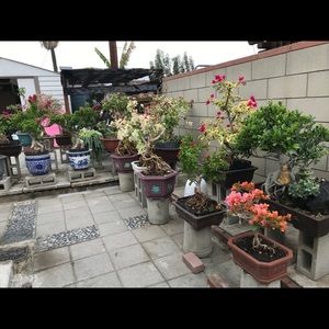 Bonsai in nice Asian cement pots